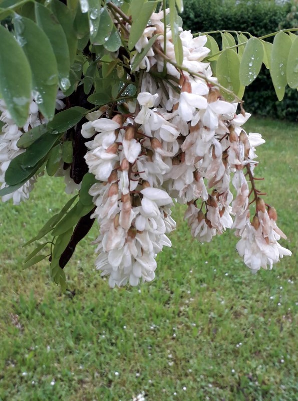 BAGREM ANNO DOMINI 2019.